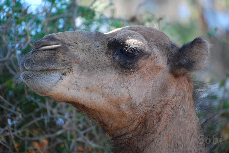 tunisie076.JPG